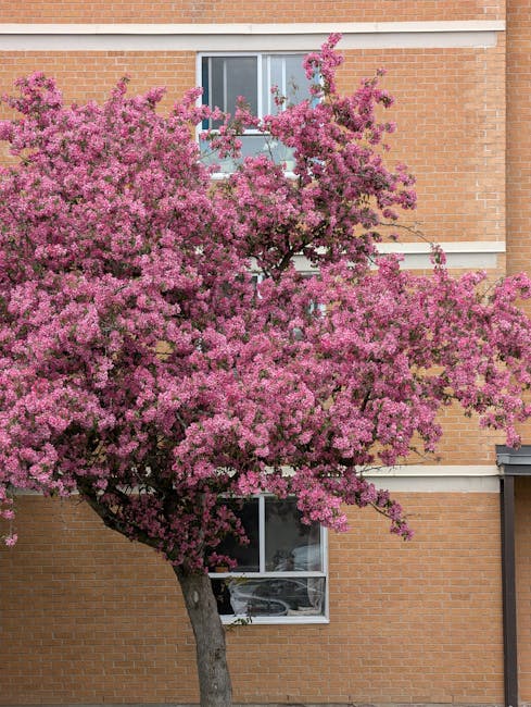 A large flowering tree with dense clusters of vibrant pink blossoms in full bloom stands in front of a brick residential building with white window frames and horizontal architectural bands. The tree'