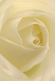 This immersive close-up places you at the center of a cream-white rose, allowing you to feel the enchanting softness and gentle spiral that define its beauty. The petals curl inward in rare harmony, their ivory tones lightly dusted with creamy highlights that glow in the diffused light, reminiscent of early hours in Kingston upon Thames when sunlight peeks through riverside willows. Shadows dance delicately between layers, creating a sense of peaceful depth and inviting the viewer to pause and reflect. There's a serenity to this scene-the kind found in private corners of Canbury Gardens or during quiet moments after a joyful local event. To a florist, this rose symbolises reverence-a perfect medium for expressing sympathy or admiration, or celebrating new beginnings among family and friends in Kingston upon Thames. One can almost sense the faint, sweet fragrance drifting from its heart, understated and pure, shaping the atmosphere with comfort and hope. The composition captures not only the rose's inherent elegance but also the feelings and care invested by the talented team at Kingston upon Thames Flowers, who understand how a single bloom can speak volumes within the vibrant tapestry of our riverside town.